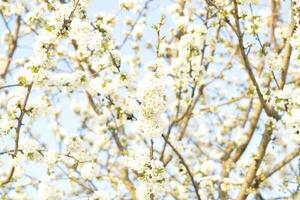 Prunus avium Flowering cherry. Cherry flowers on a tree branch photo