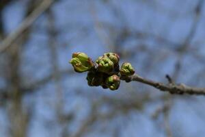 Young buds of a cherry on a branch. Blossoming cherry buds photo