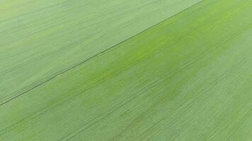 Texture of wheat field. Background of young green wheat on the field. Photo from the quadrocopter. Aerial photo of the wheat field