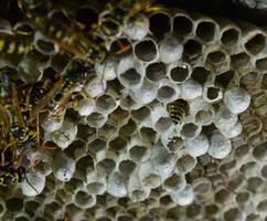 Wasp nest with wasps sitting on it. Wasps polist. The nest of a family of wasps which is taken a close-up photo