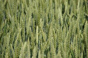 Spikelets of green wheat. Ripening wheat in the field. photo