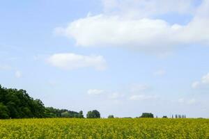 colza campo. amarillo violación flores, campo paisaje. azul cielo y violación en el campo. foto