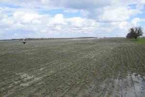 Drip irrigation on field, black hoses drip irrigation. photo