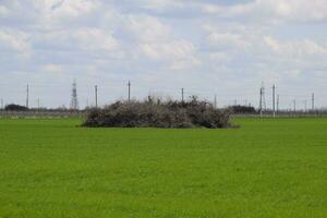 Heaped old trees of an apple orchard photo