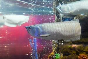 Osteoglossum bicirrhosum Silver arowana, Osteoglossum bicirrhosum photo