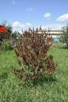 Fatalities among young cherry trees. The result of waterlogging of roots. High level of groundwater photo