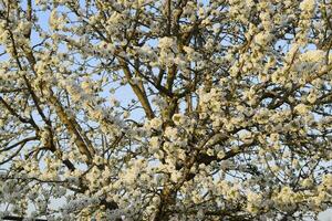 Prunus avium Flowering cherry. Cherry flowers on a tree branch photo