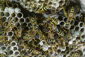 Vespiary. Wasps polist. photo