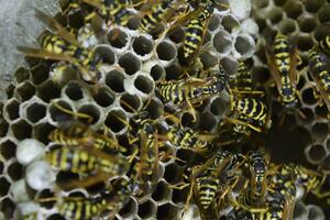 Vespiary. Wasps polist. The nest of a family of wasps which is taken a close-up. photo