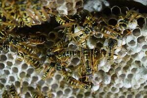 Wasp nest with wasps sitting on it. Wasps polist. The nest of a family of wasps which is taken a close-up photo