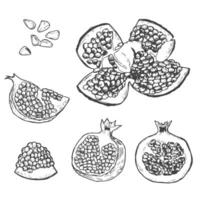 Hand drawn set of pomegranate. Sketch Pomegranate fruit branch. Vintage Ink engraved illustration of cut and sliced pomegranate with leaves isolated on white background vector