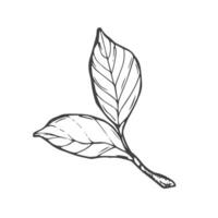 Doodle tree leaf sketch isolated on white vector