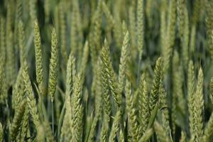 Spikelets of green wheat. Ripening wheat in the field. photo