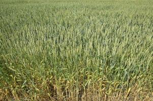 espiguillas de verde trigo. madurez trigo en el campo. foto