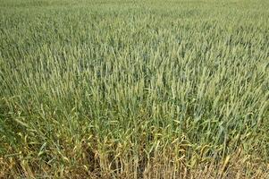 Spikelets of green wheat. Ripening wheat in the field. photo