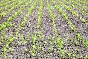 Cornfield. Small corn sprouts, field landscape. Loose soil and stalks of corn on the field. photo