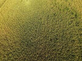 Ripening wheat. Green unripe wheat is a top view. Wheat field photo