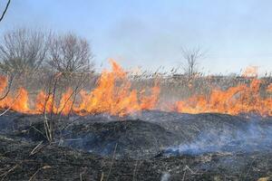 Fire on a plot of dry grass, burning of dry grass and reeds photo