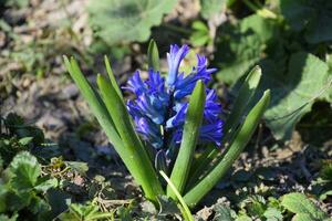 Hyacinth blooms in the garden. photo