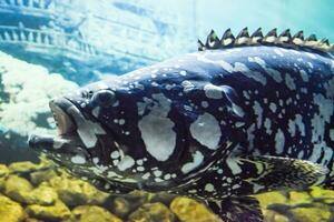 Giant grouper Humpback grouperpanther grouper photo