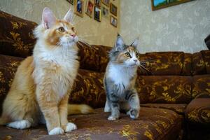 Giant maine coon cat. Mainecoon cat, Breeding of purebred cats at home photo