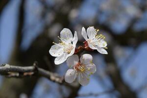 Spring flowering trees. Pollination of flowers of apricot. Blooming wild apricot in the garden photo