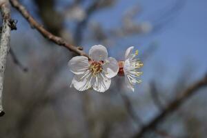 Spring flowering trees. Pollination of flowers of apricot. Blooming wild apricot in the garden photo