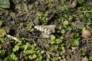 Jaw with teeth of a sheep. Remains of herbivorous animal sheep. Scattered remains photo