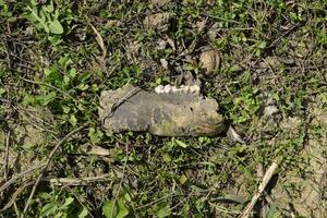 Jaw with teeth of a sheep. Remains of herbivorous animal sheep. Scattered remains photo