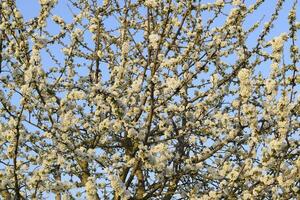 Prunus avium Flowering cherry. Cherry flowers on a tree branch photo