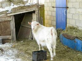 Goats in the household. Mini goat farm. photo