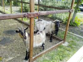 cabras en el familiar. mini cabra granja. foto