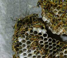 Wasp nest with wasps sitting on it. Wasps polist. The nest of a family of wasps which is taken a close-up photo