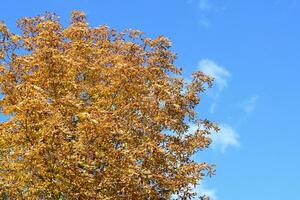 Collection of Beautiful Colorful Autumn Leaves photo