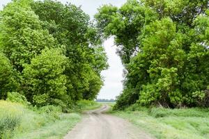 Road to the field. The road passing between the trees. Way through the forest. Symbol of life. photo