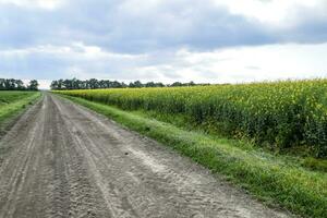 Road in rapeseed field and forest belt for wind protection. photo