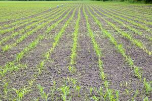 Cornfield. Small corn sprouts, field landscape. Loose soil and stalks of corn on the field. photo