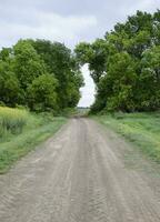 Road to the field. The road passing between the trees. Way through the forest. Symbol of life. photo