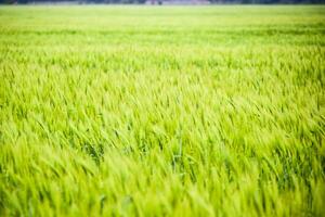 field of green immature barley. Spikelets of barley. The field is barley, Rural landscape. photo