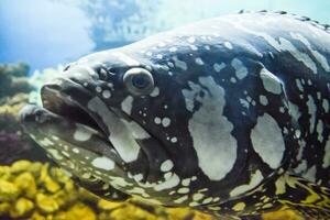 Giant grouper Humpback grouperpanther grouper photo