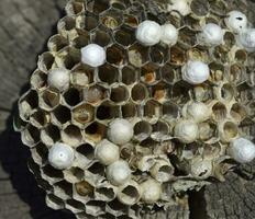 Wasp nest lying on a tree stump. photo