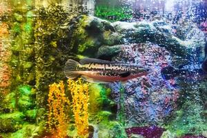 Fish in the aquarium of aquarium, photo