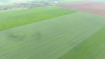 Fields in the Kuban view from a height. Young wheat and plowed field a little further from the village. photo