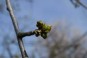 Young buds of a cherry on a branch. Blossoming cherry buds photo