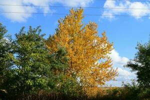 Collection of Beautiful Colorful Autumn Leaves photo