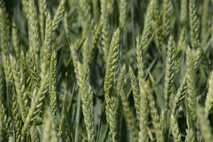 Spikelets of green wheat. Ripening wheat in the field. photo