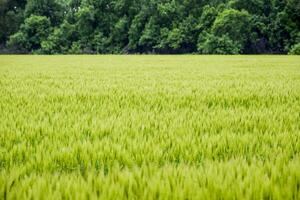 campo de verde inmaduro cebada. espiguillas de cebada. el campo es cebada, rural paisaje. foto