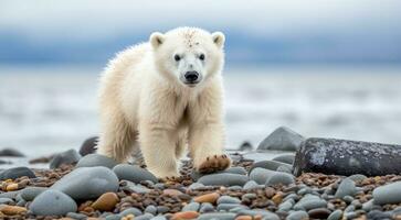 AI generated polar bear in the snow, polar bear in the lake, white bear in the nature, polar bear in the polar regions, close-up of white bear photo