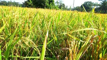 il verde e giallo orecchie di riso cereali prima raccogliere riso i campi nel bangladesh. video