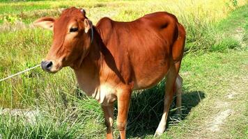 Portrait of healthy Beautiful red brown cow on green field background image. video